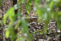 Varanus exanthematicus