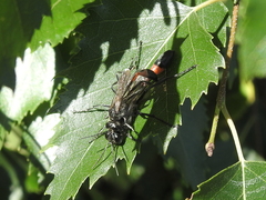 Ammophila sabulosa
