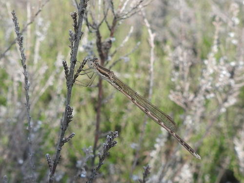 Sympecma fusca