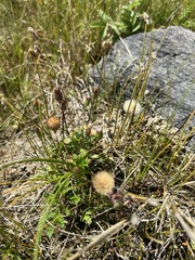 Erigeron lonchophyllus