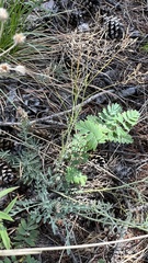 Smelowskia alba