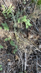 Smelowskia alba