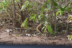 Varanus exanthematicus