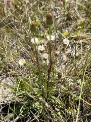Erigeron lonchophyllus
