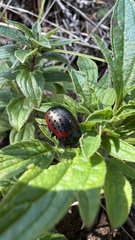 Chrysolina exanthematica