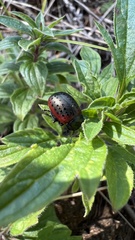 Chrysolina exanthematica