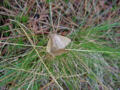 Petrophora subaequaria