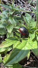 Chrysolina exanthematica