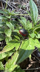 Chrysolina exanthematica