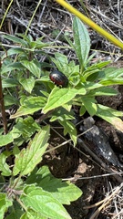 Chrysolina exanthematica
