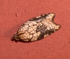 Acleris rhombana