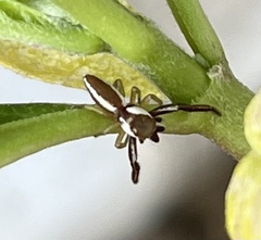 Hentzia grenada