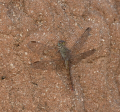 Crocothemis divisa