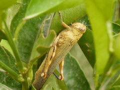 Anacridium aegyptium