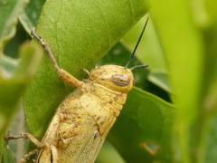 Anacridium aegyptium