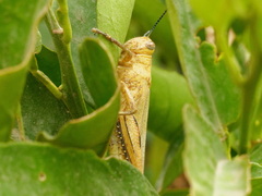 Anacridium aegyptium