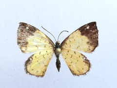 Parvospila cilissa