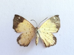 Parvospila cilissa