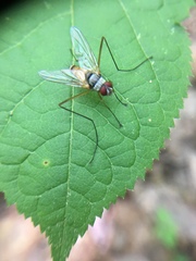 Cholomyia