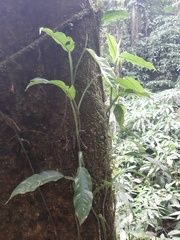 Philodendron propinquum