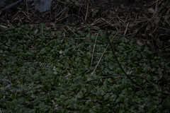 Pistia stratiotes