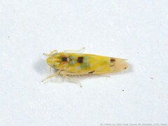 Erythroneura octonotata