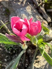 Babiana blanda