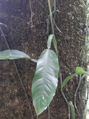 Philodendron propinquum