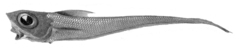 Banded Whip-Tail photo 4