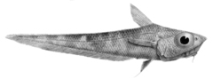 Banded Whip-Tail photo 5