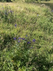 Aconitum firmum