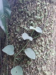 Peperomia urocarpa