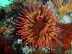 Cribrinopsis albopunctata