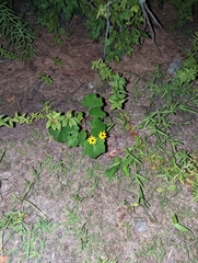 Sanvitalia procumbens