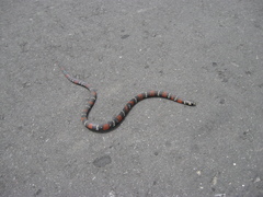 Atractus elaps