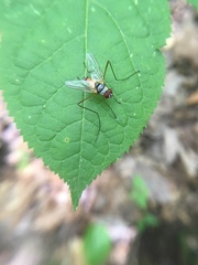 Cholomyia