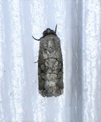 Sympistis sectiloides