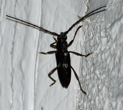 Enaphalodes taeniatus
