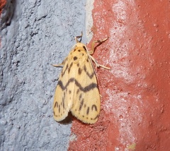Miltochrista terminospota