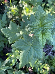 Ribes acerifolium