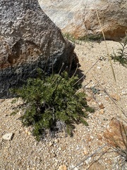 Pulsatilla tenuiloba