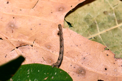 Eupithecia subfuscata