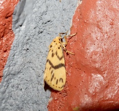 Miltochrista terminospota