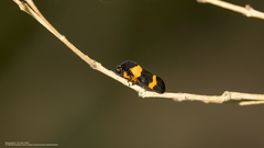 Cosmoscarta abdominalis