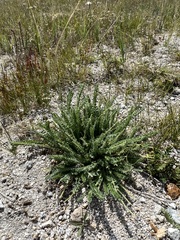 Oxytropis microphylla