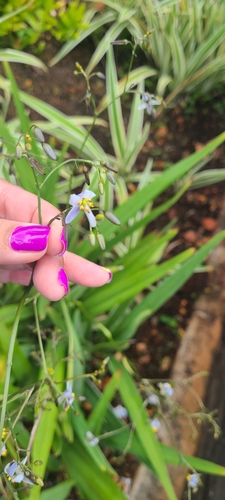 Image of Dianella sandwicensis by (c) Ana Ka'ahanui, some rights reserved (CC BY)