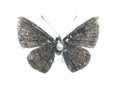 Calephelis velutina