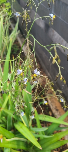 Image of Dianella sandwicensis by (c) Ana Ka'ahanui, some rights reserved (CC BY)