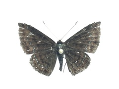 Calephelis velutina