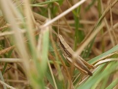Euchorthippus albolineatus